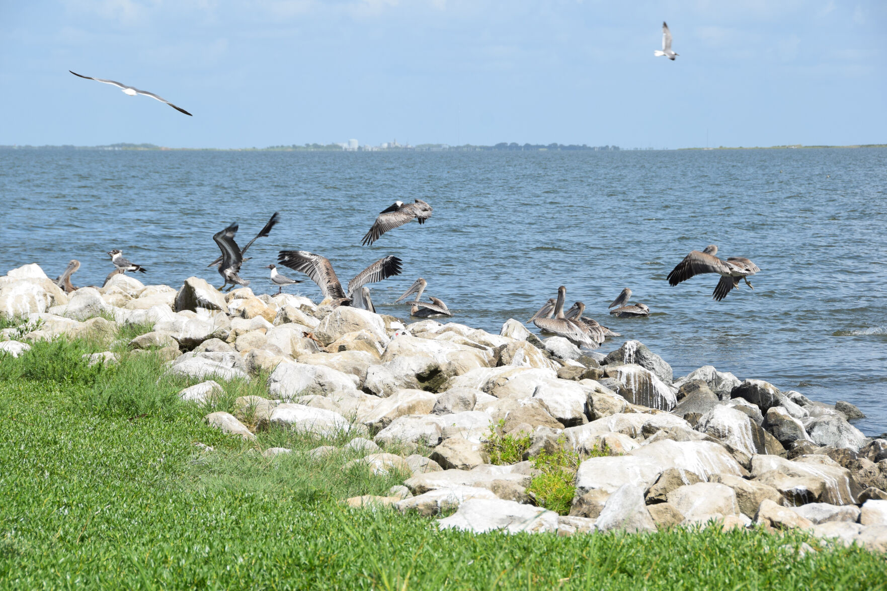 Pelicans at HNC island main.jpg